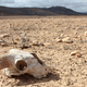 Illustration for article titled New Evidence Is Challenging What We Know About the Deadliest Mass Extinction in History